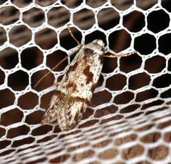 Oxythecta hieroglyphica