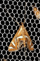 Margarosticha euprepialis