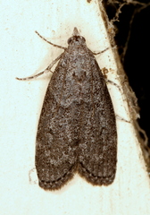 Heteromicta pachytera