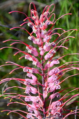 Grevillea dryandri