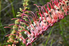 Grevillea dryandri