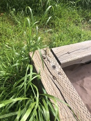 Sceloporus occidentalis