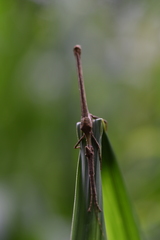 Loxopsis