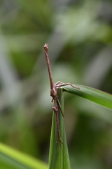 Loxopsis