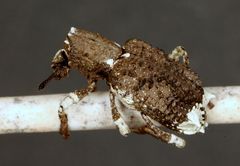 Aesiotes leucurus
