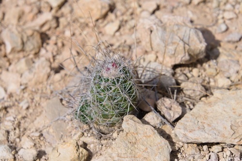 Cochemiea conoidea