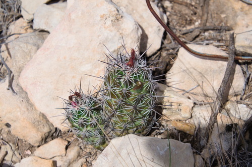Cochemiea conoidea