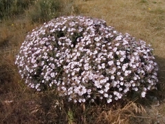 Convolvulus oleifolius, photograph (c) Marios Thoma, some rights reserved (CC BY)