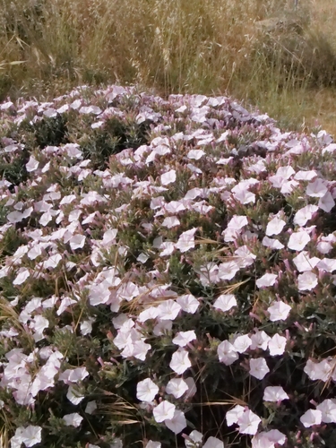 Convolvulus oleifolius, photograph 2