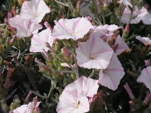 Convolvulus oleifolius, photograph 3