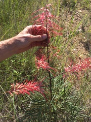 Grevillea dryandri