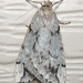 Spring Cankerworm Moth - Photo (c) Royal Tyler, some rights reserved (CC BY-NC-SA), uploaded by Royal Tyler