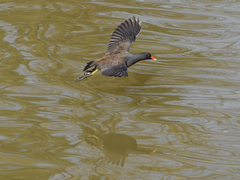 Gallinula chloropus