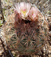 Echinomastus intertextus