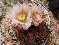 Echinomastus intertextus