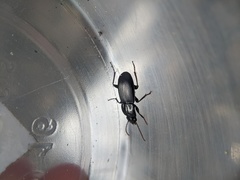 Pterostichus herculaneus