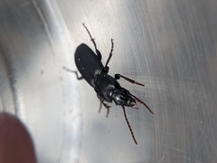 Pterostichus herculaneus