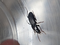 Pterostichus herculaneus