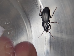 Pterostichus herculaneus