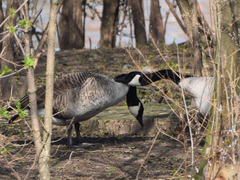 Branta canadensis