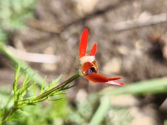 Adonis flammea, photograph (c) arthur_haendler, some rights reserved (CC BY)