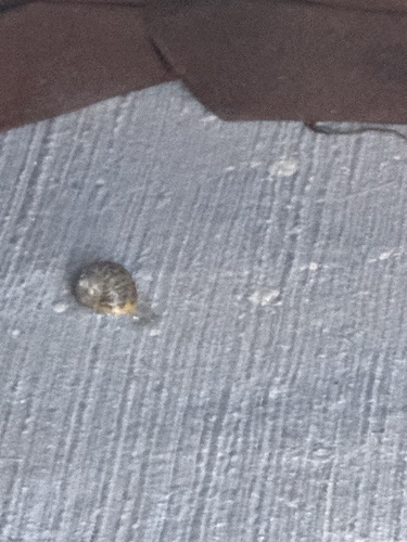 Garden Snail