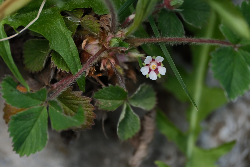 Potentilla micrantha; photograph (c) Yi CHEN, some rights reserved (CC BY)