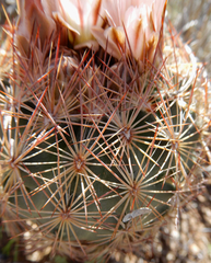 Echinomastus intertextus