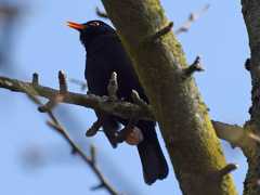 Turdus merula