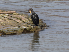 Phalacrocorax carbo