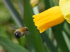 Anthophora plumipes