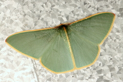 Chlorocoma assimilis