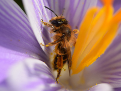 Andrena