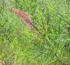 Grevillea dryandri