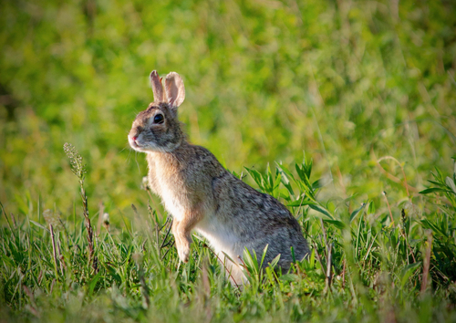 Appalachian Cottontail observed by sofiamaitre