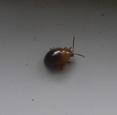Nisotra bicolorata