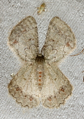 Pingasa cinerea