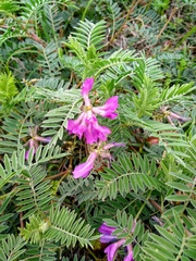 Astragalus plattensis