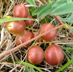 Astragalus plattensis