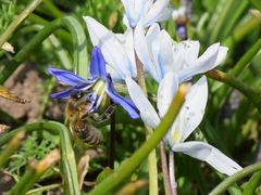 Apis mellifera