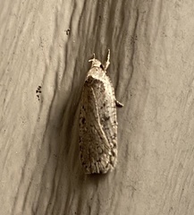 Agonopterix canadensis
