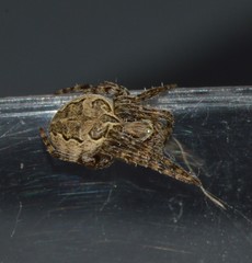 Larinioides sclopetarius