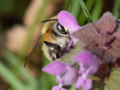 Anthophora