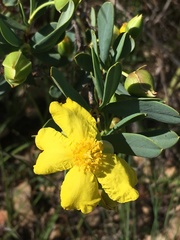 Hibbertia longifolia