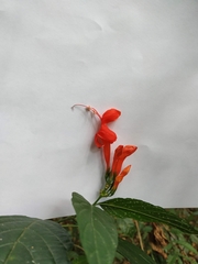 Ruellia humboldtiana