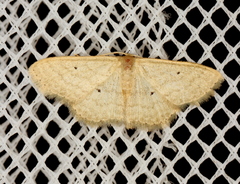 Scopula hypochra