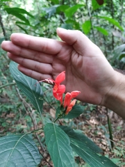 Ruellia humboldtiana