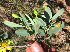 Hibbertia longifolia