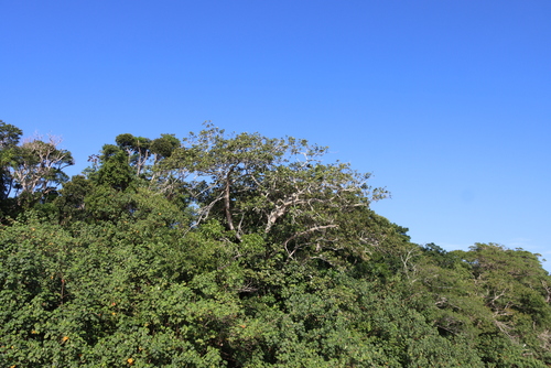 Ficus trichopoda, photograph 3