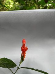 Ruellia humboldtiana